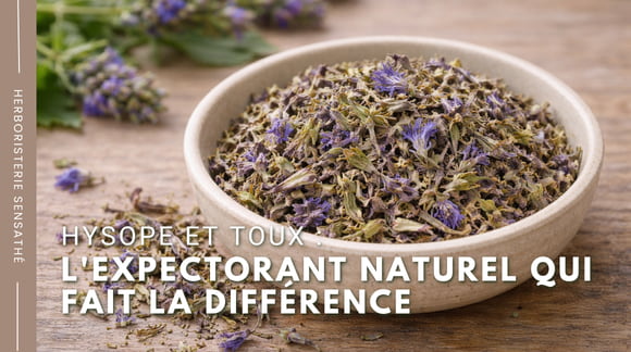 Hysope et toux  l'expectorant naturel qui fait la différence -  Herboristerie Sensathé